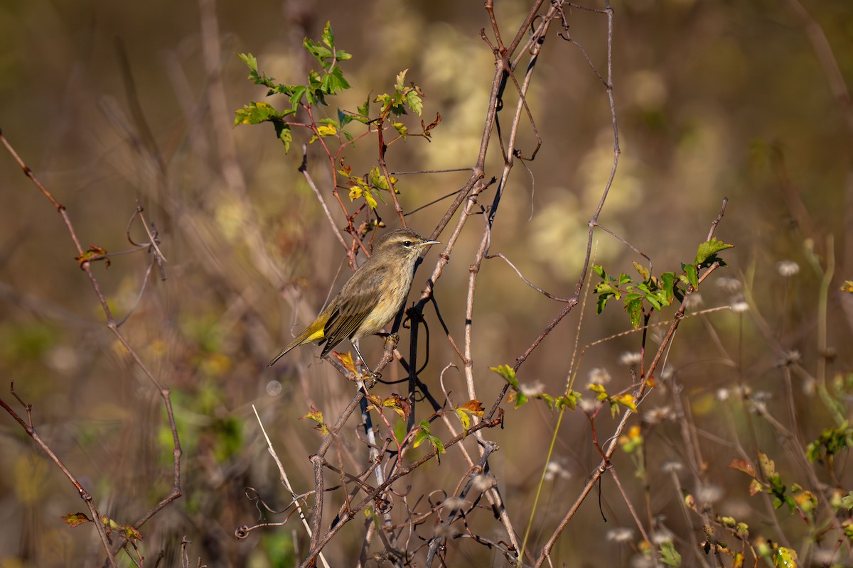 Palmiye Ötleğeni - ML646466076