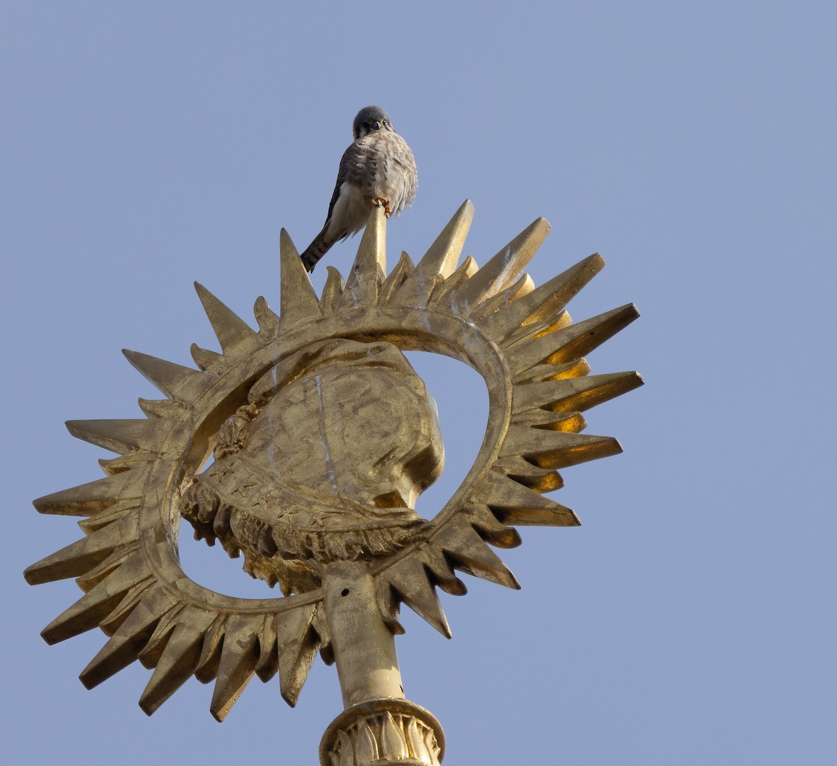 Ala Kerkenez - ML646466077