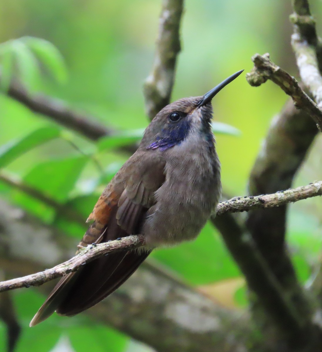 Boz Morkulak - ML646466078