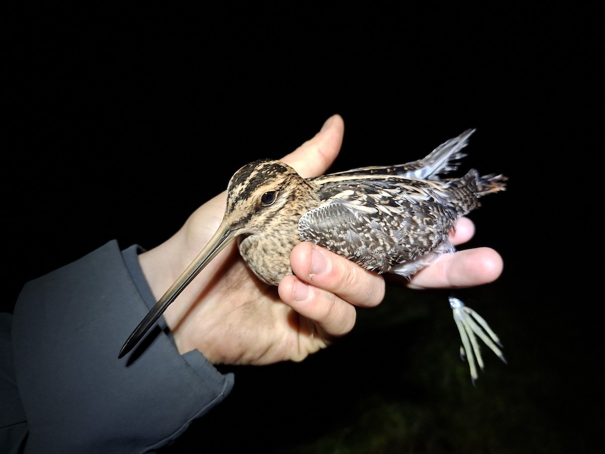 Suçulluğu - ML646466079