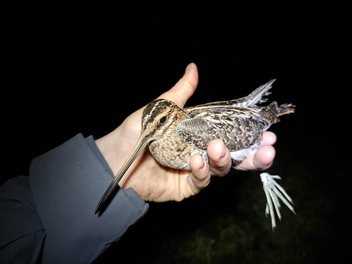 Suçulluğu - ML646466080