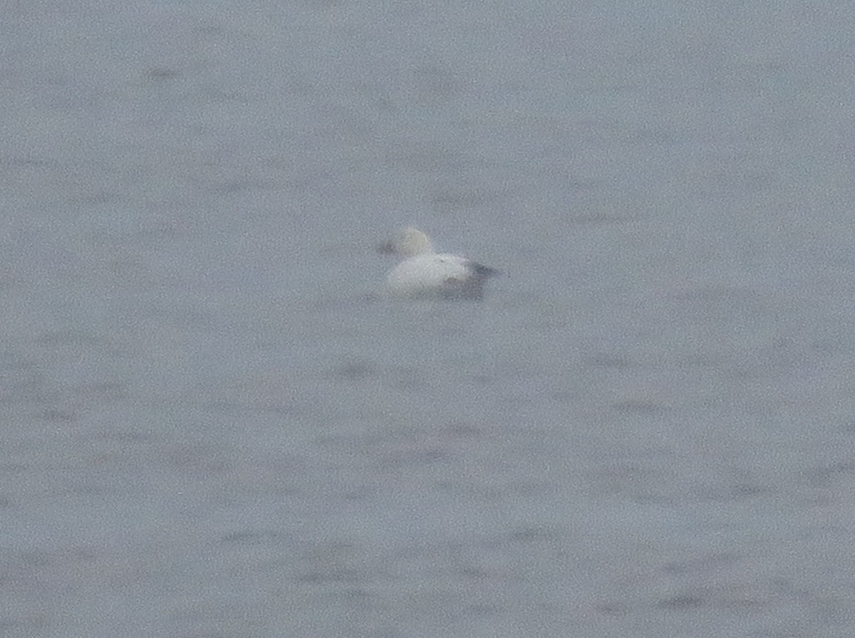 Kar Kazı - ML646466081