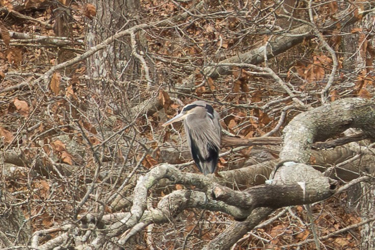 Amerika Gri Balıkçılı - ML646466083