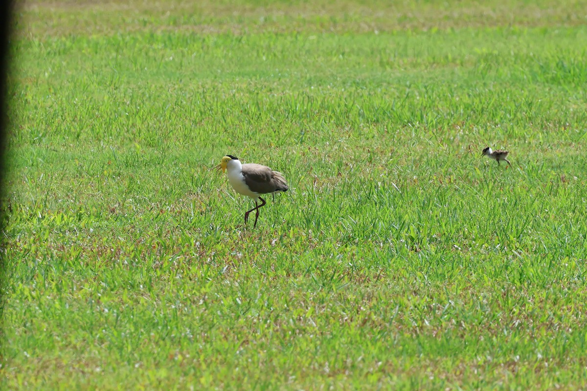 Miğferli Kızkuşu - ML646466084