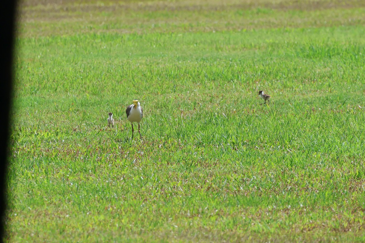 Miğferli Kızkuşu - ML646466085