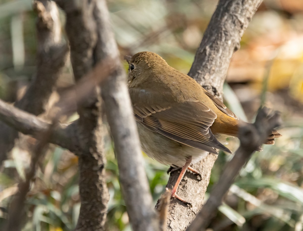 Münzevi Bülbül Ardıcı - ML646466086