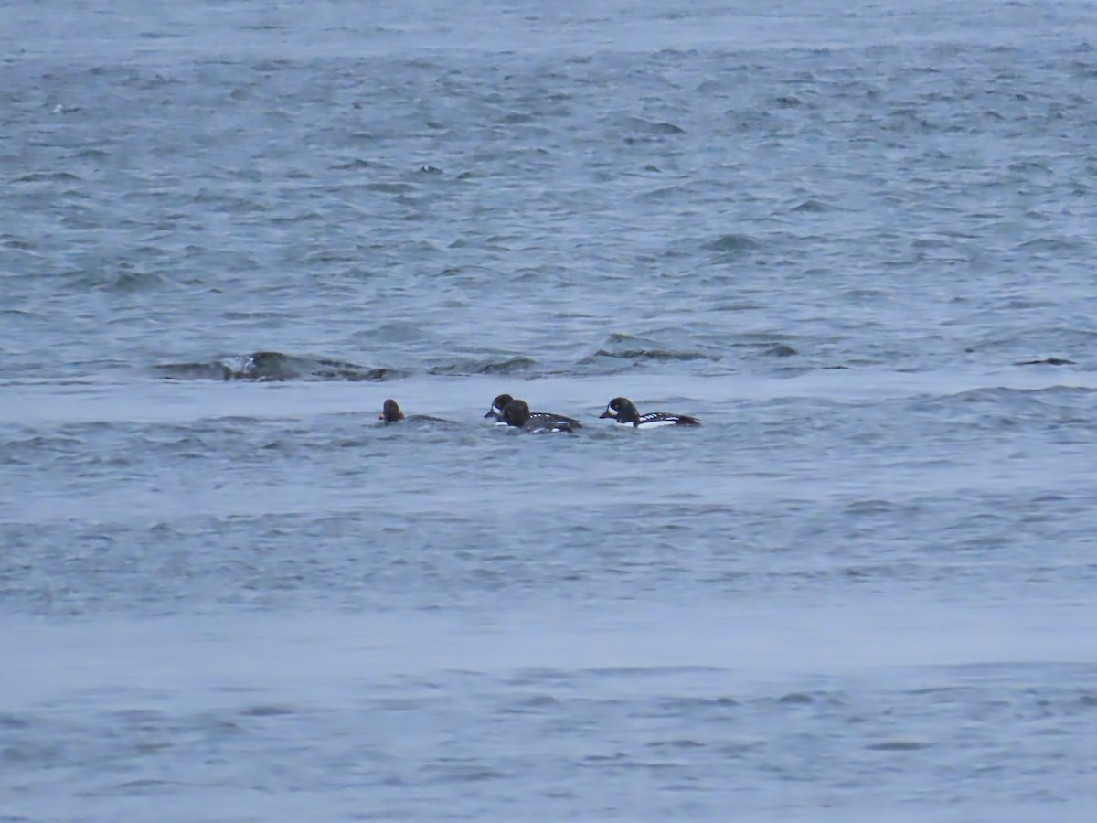 hohol islandský - ML646466087