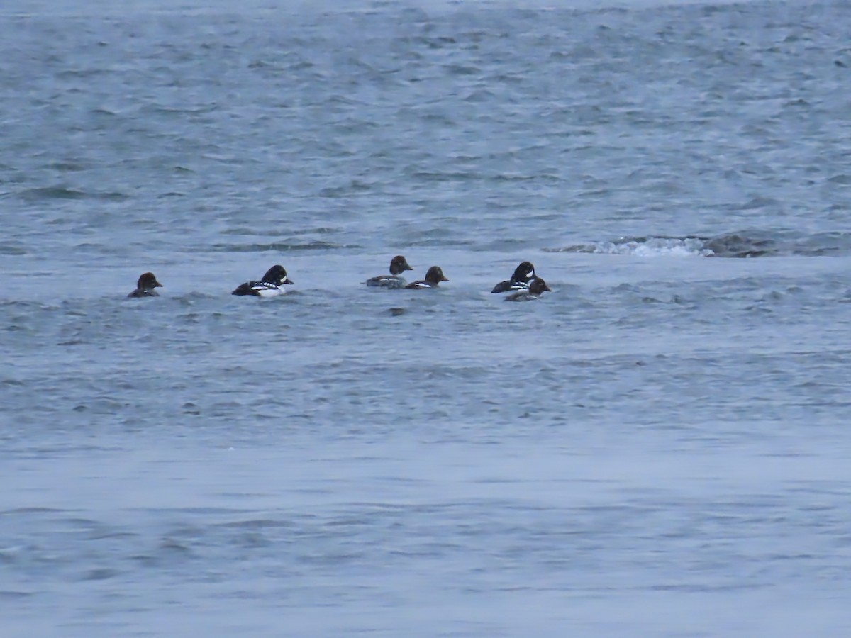 Barrow's Goldeneye - ML646466088