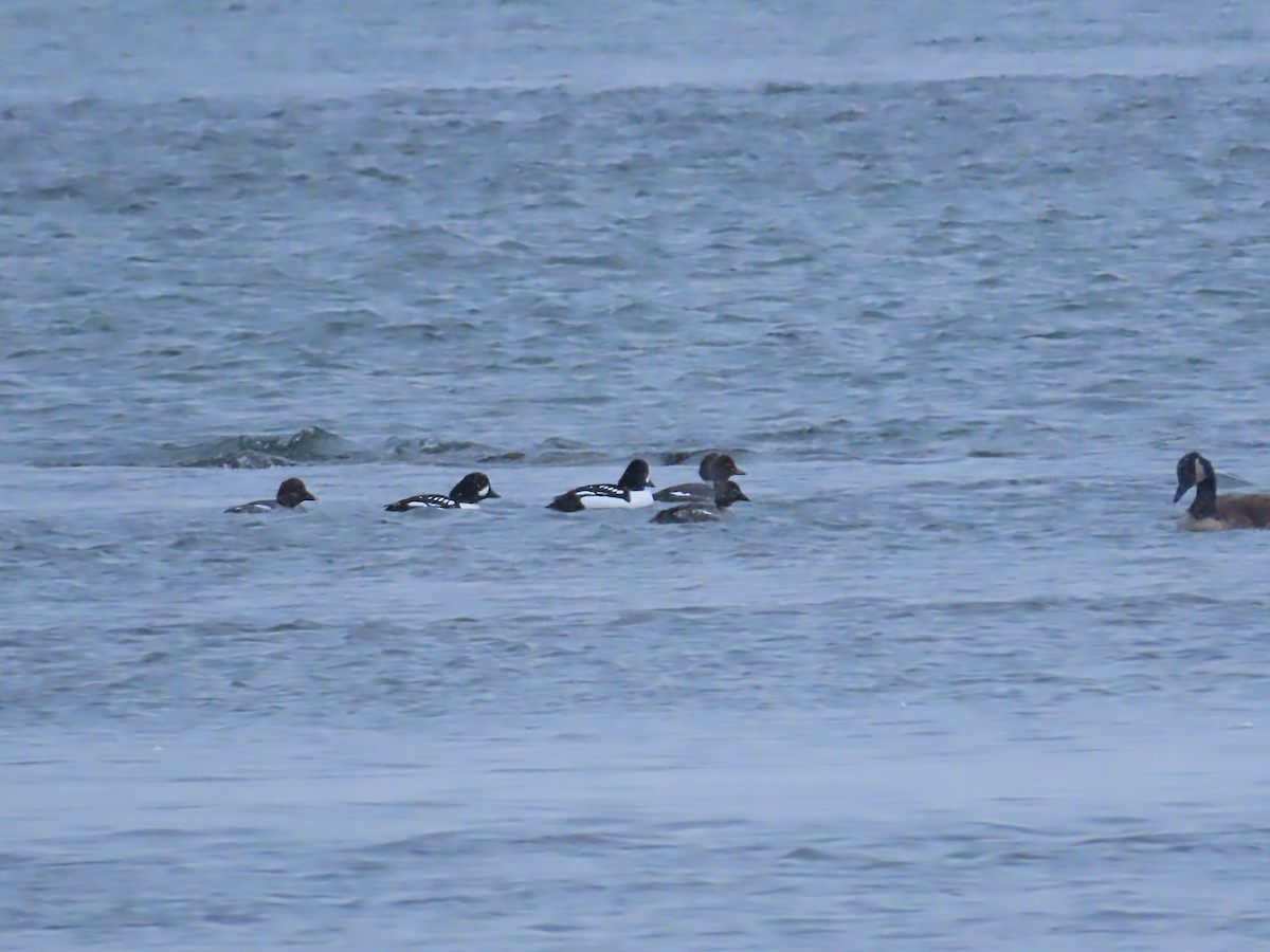 hohol islandský - ML646466089