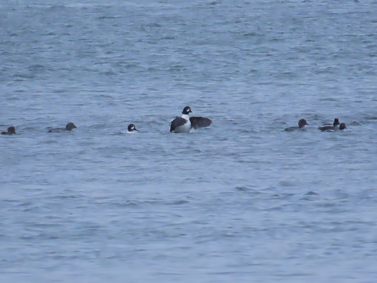 hohol islandský - ML646466090