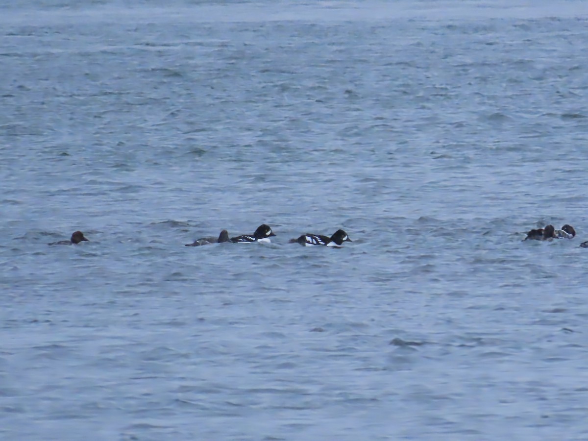 Barrow's Goldeneye - ML646466091