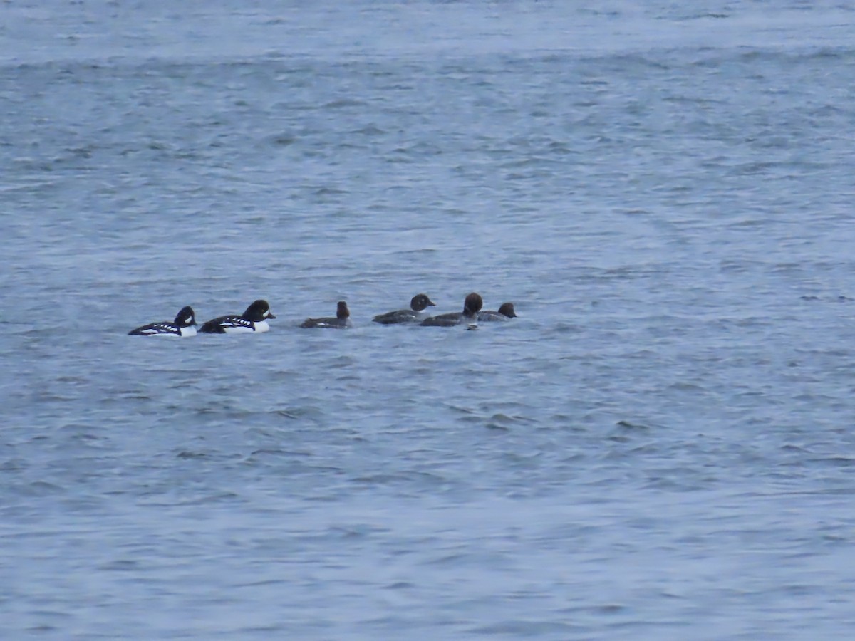 Barrow's Goldeneye - ML646466092