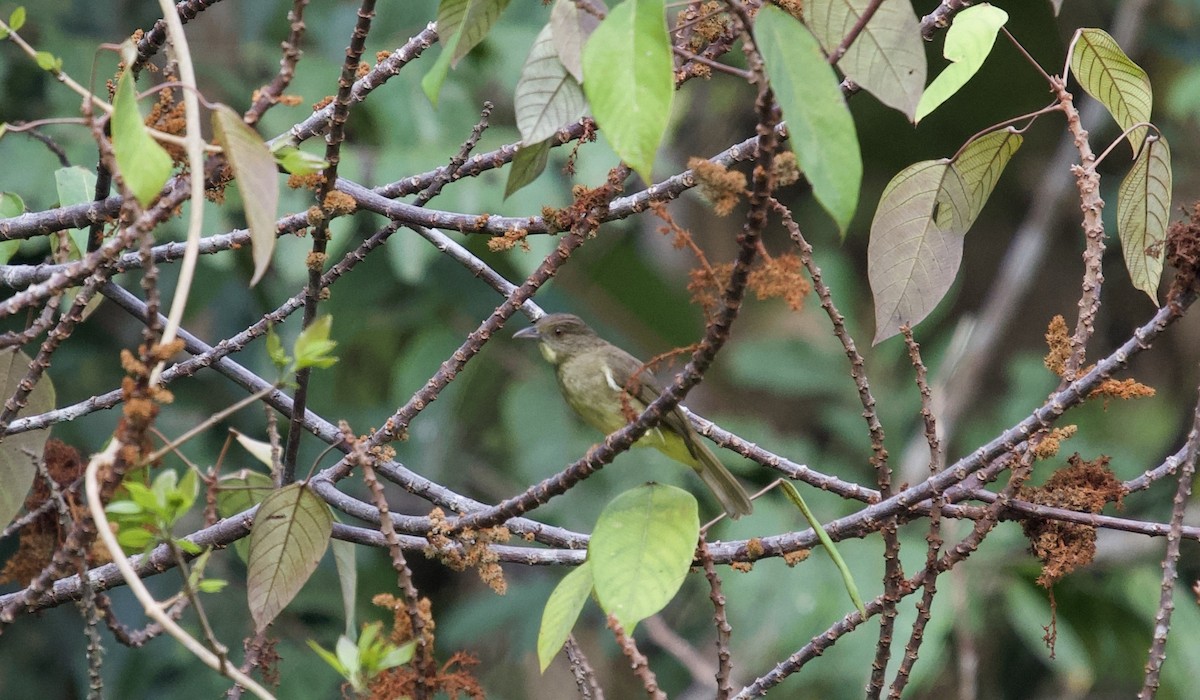 Finsch Arapbülbülü - ML646466095