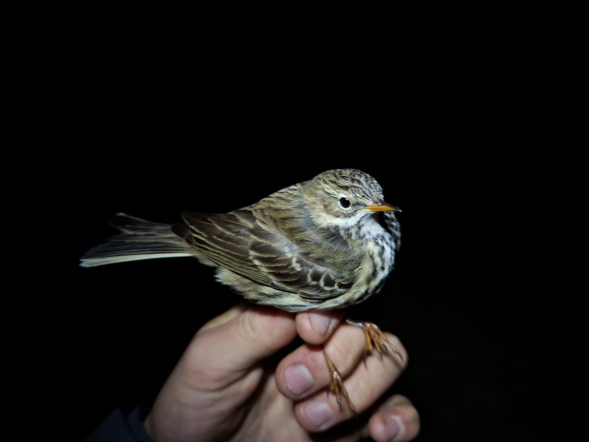 Çayır İncirkuşu - ML646466097