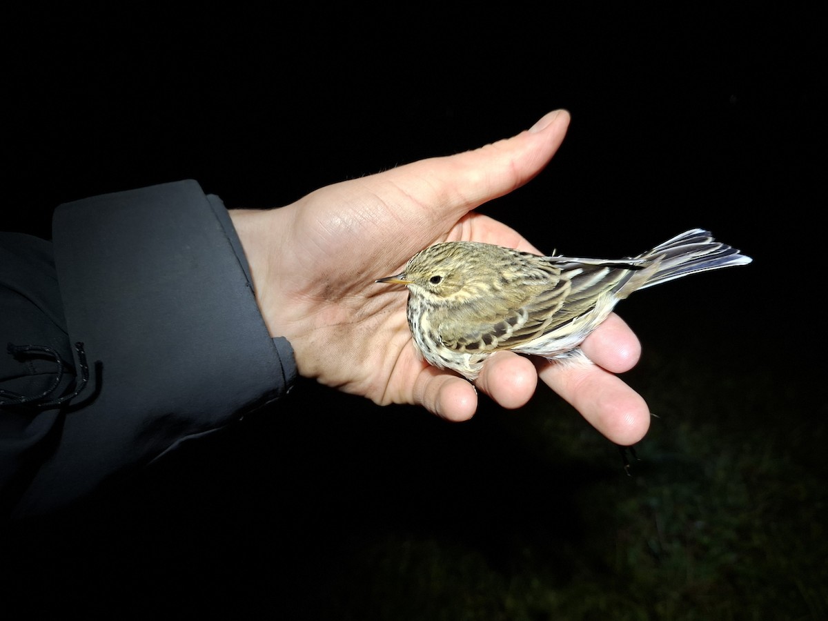 Çayır İncirkuşu - ML646466098