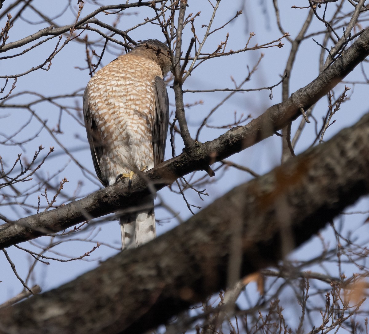 Cooper Atmacası - ML646466099