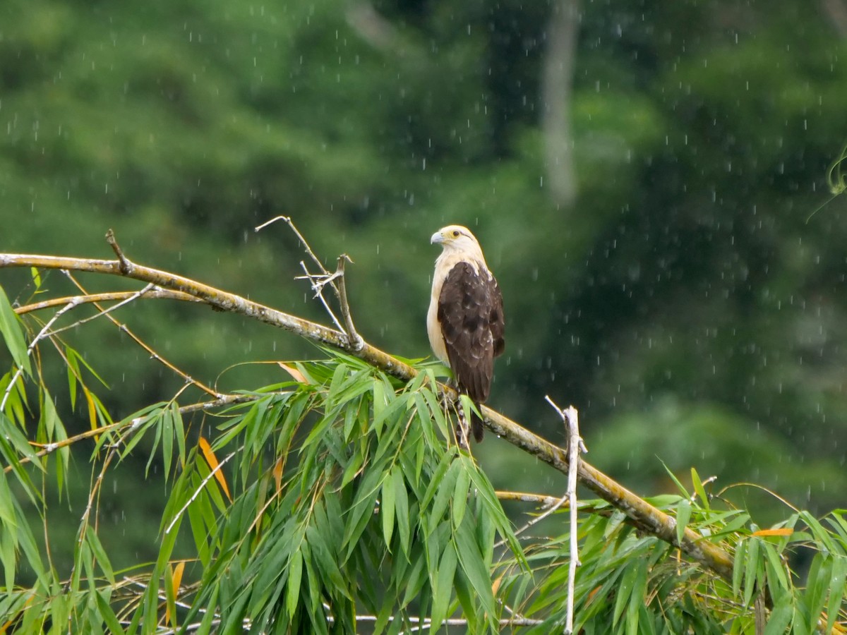 kremkarakara - ML646466100