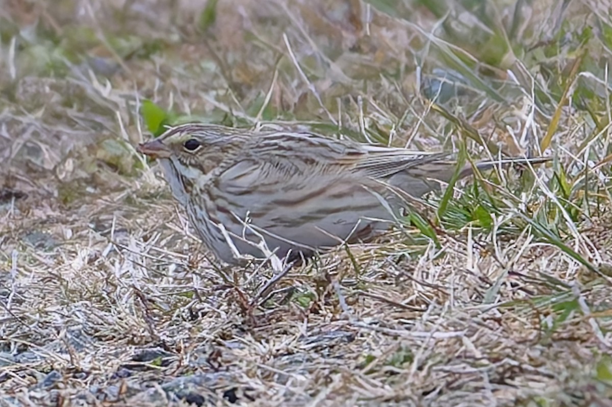 Savannah Sparrow (Ipswich) - ML646466101