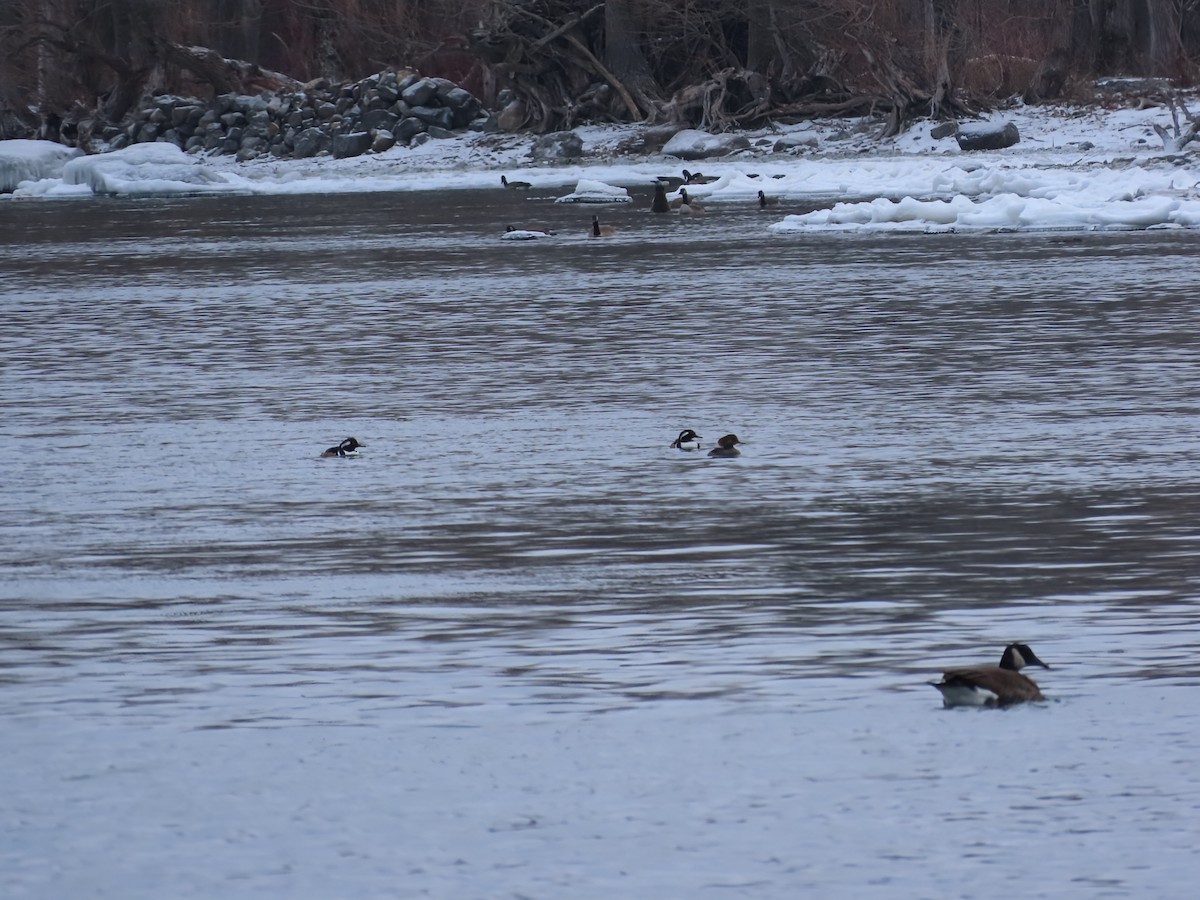 Başlıklı Tarakdiş - ML646466103