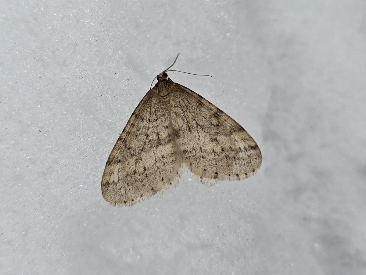 Bruce Spanworm Moth - ML646466105