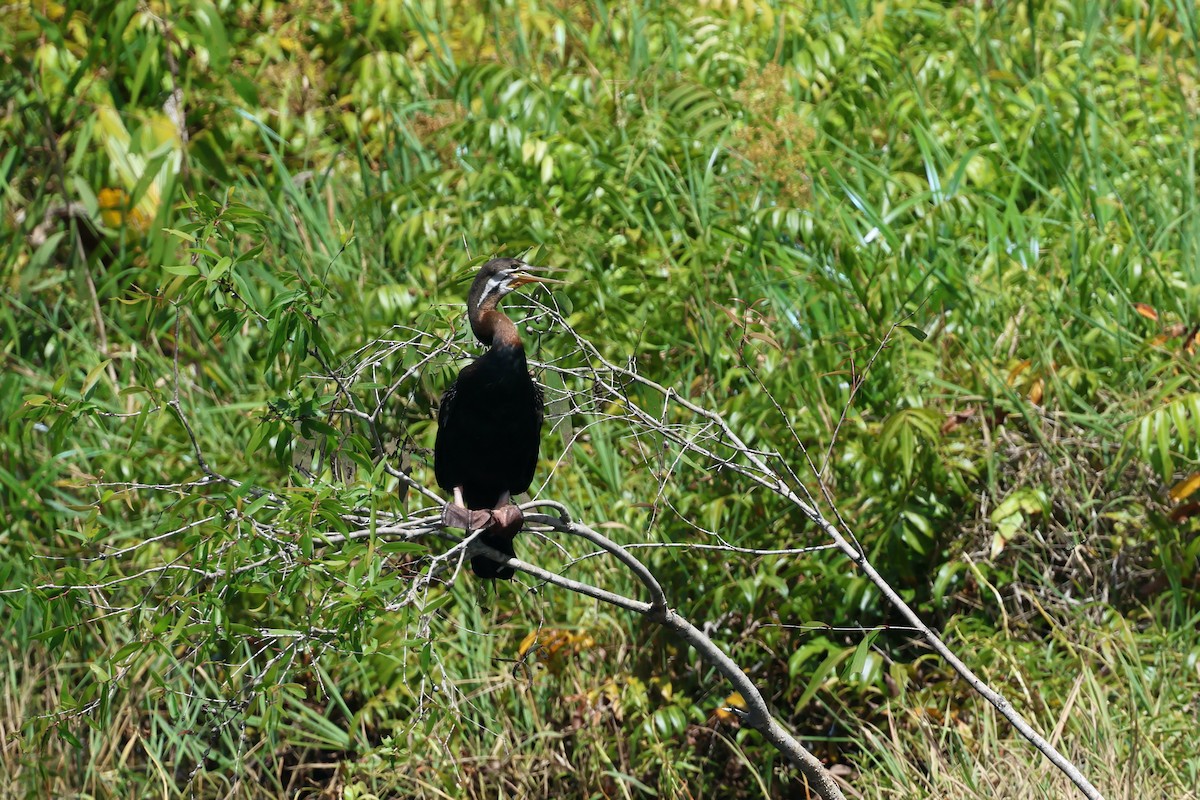 Avustralya Yılanboyunu - ML646466106