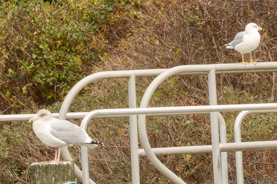 Halkalı Martı - ML646466110