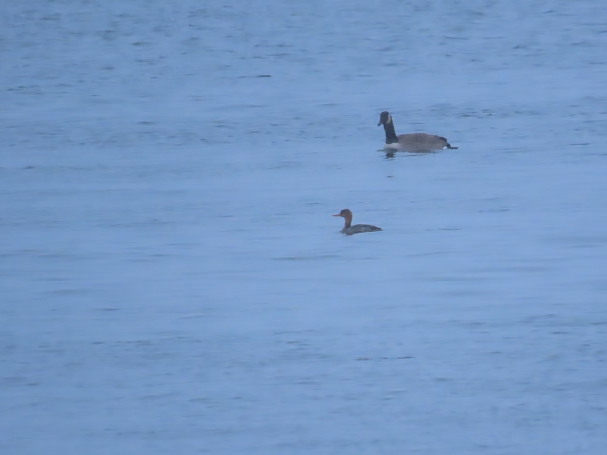 Serreta Mediana - ML646466114