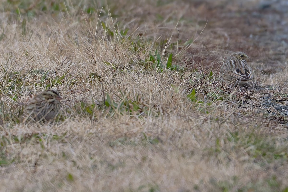 Savannah Sparrow (Ipswich) - ML646466115