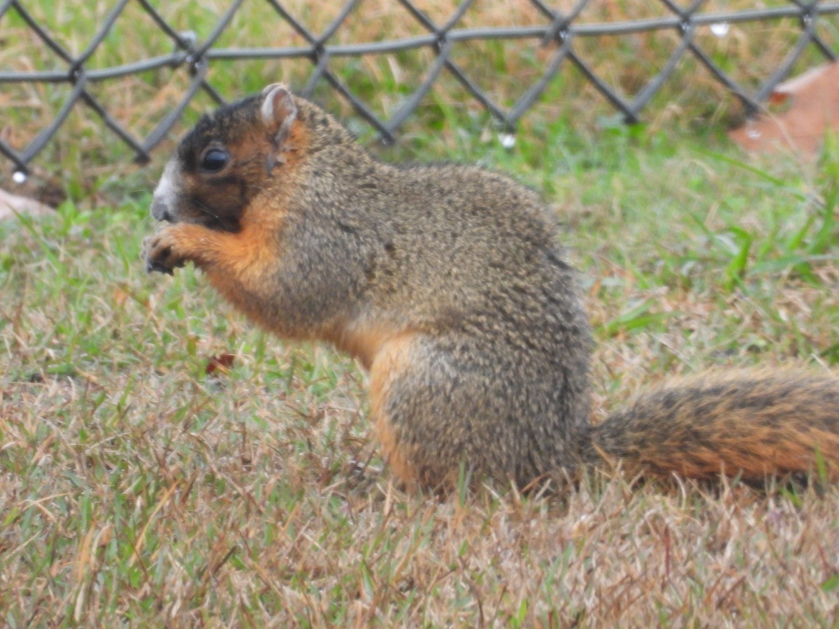 Upland Fox Squirrel - ML646466116