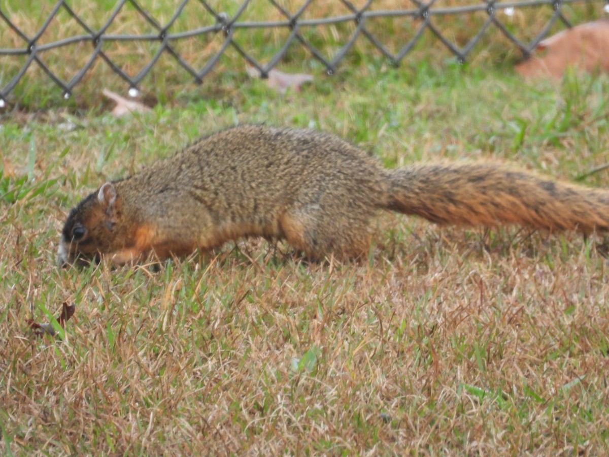 Upland Fox Squirrel - ML646466117