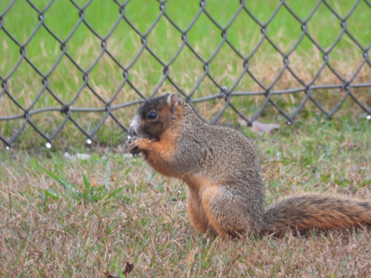 Upland Fox Squirrel - ML646466118