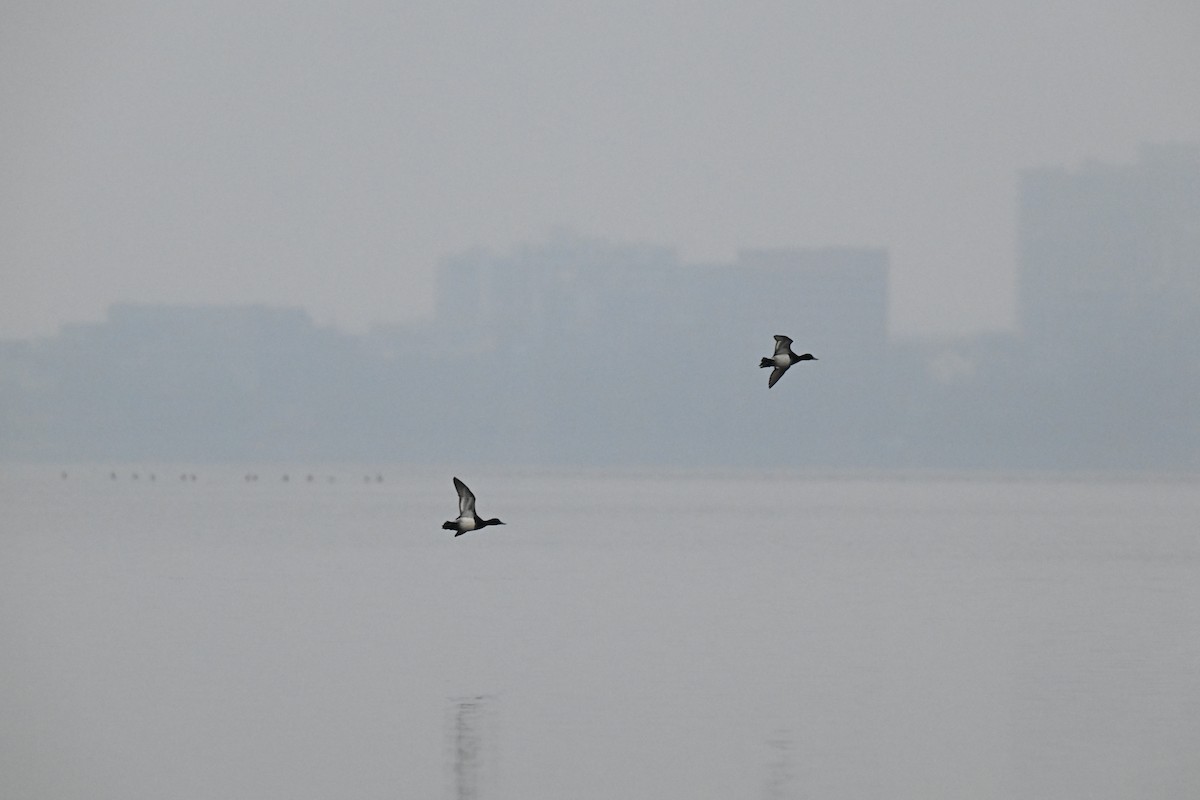 Lesser Scaup - ML646466120