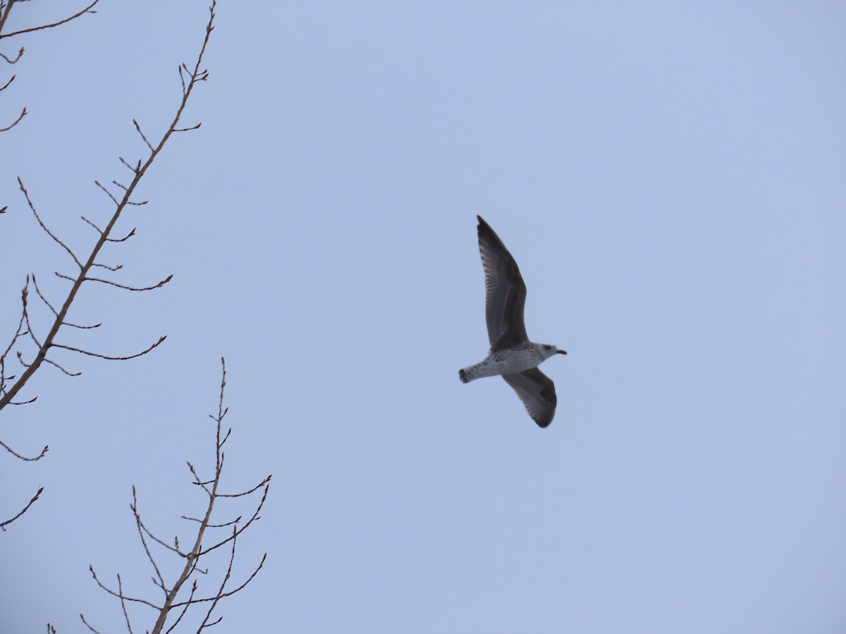 racek americký - ML646466123