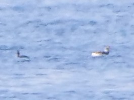 Морянка - ML646466124