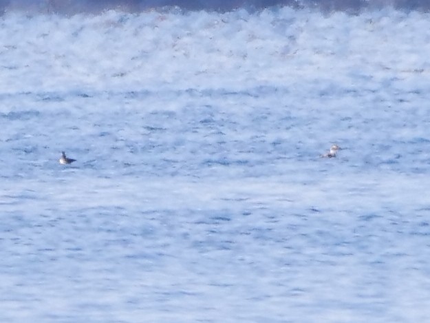 Морянка - ML646466125