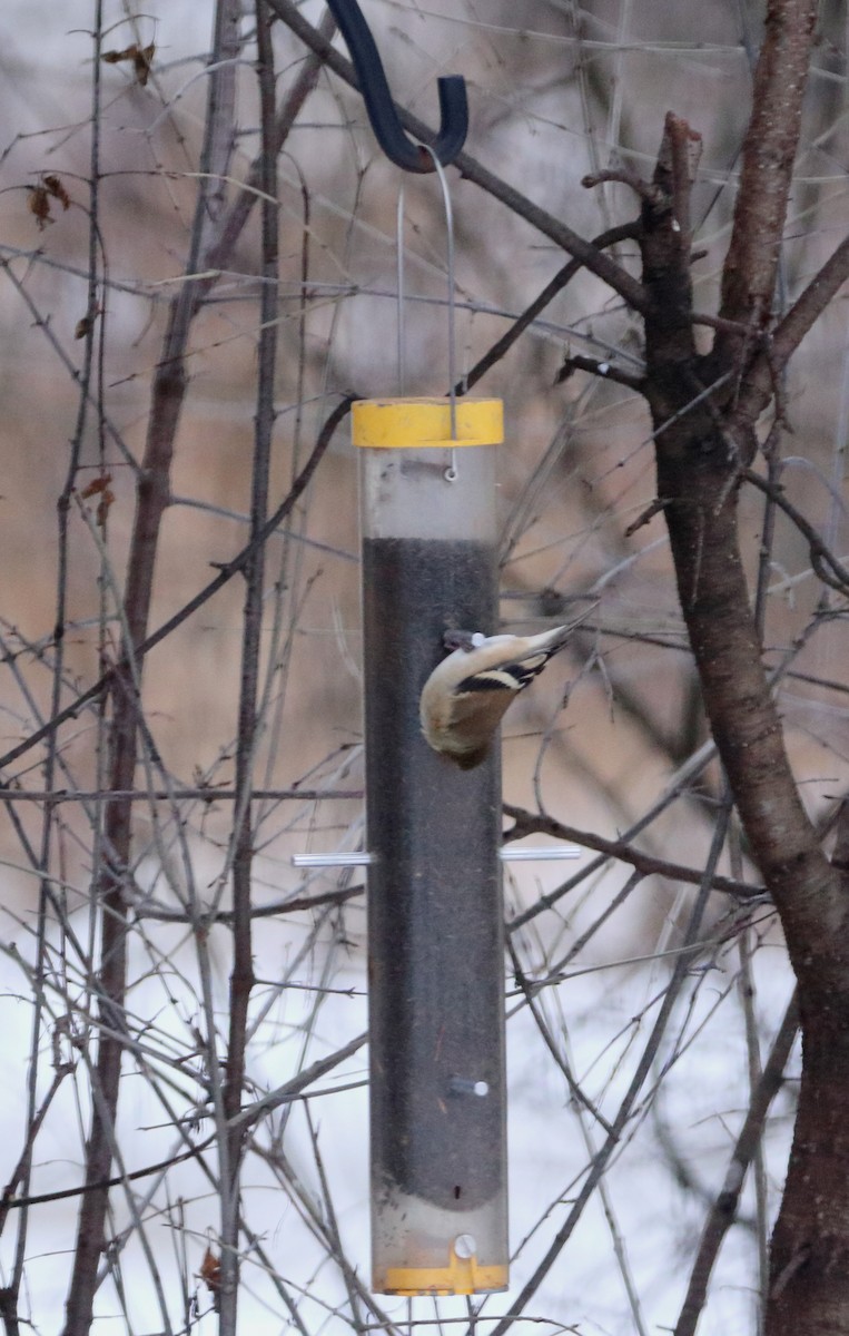American Goldfinch - ML646466127