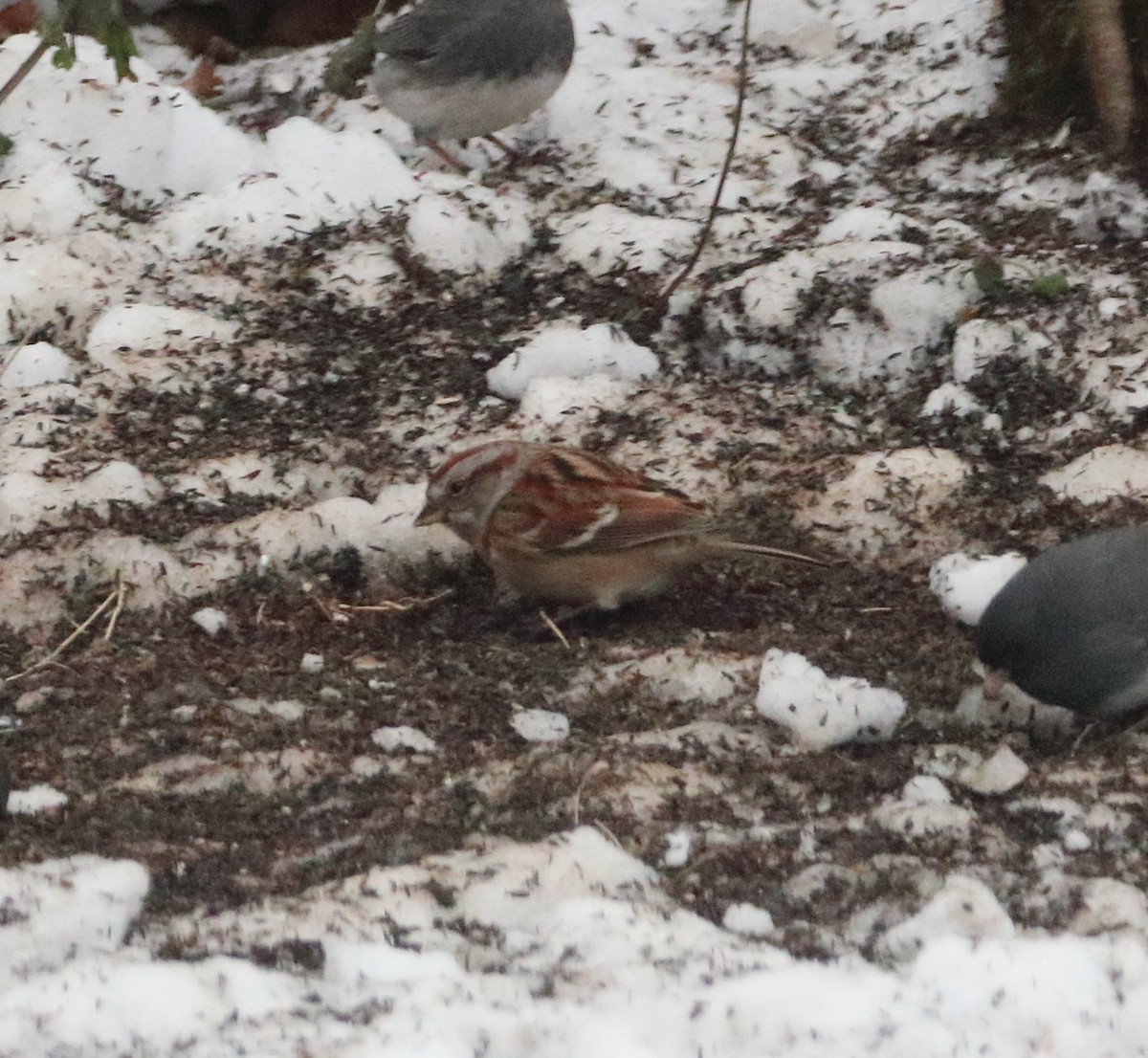 American Tree Sparrow - ML646466129