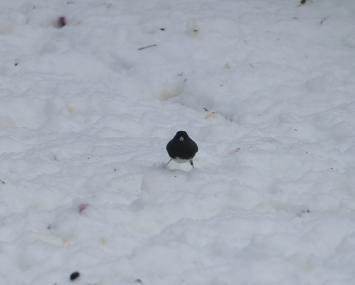Dark-eyed Junco - ML646466133