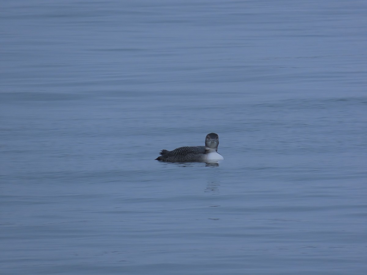 potáplice lední - ML646466134