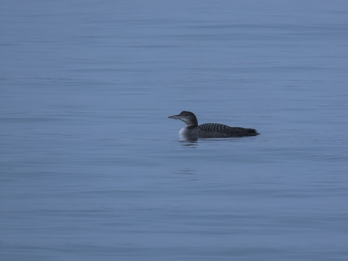 potáplice lední - ML646466136