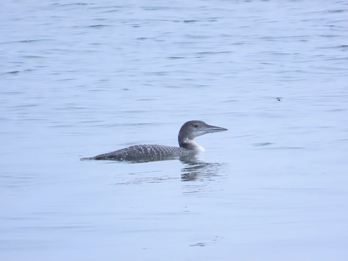 potáplice lední - ML646466137