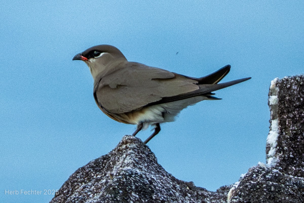 Madagascar Pratincole - ML646466139