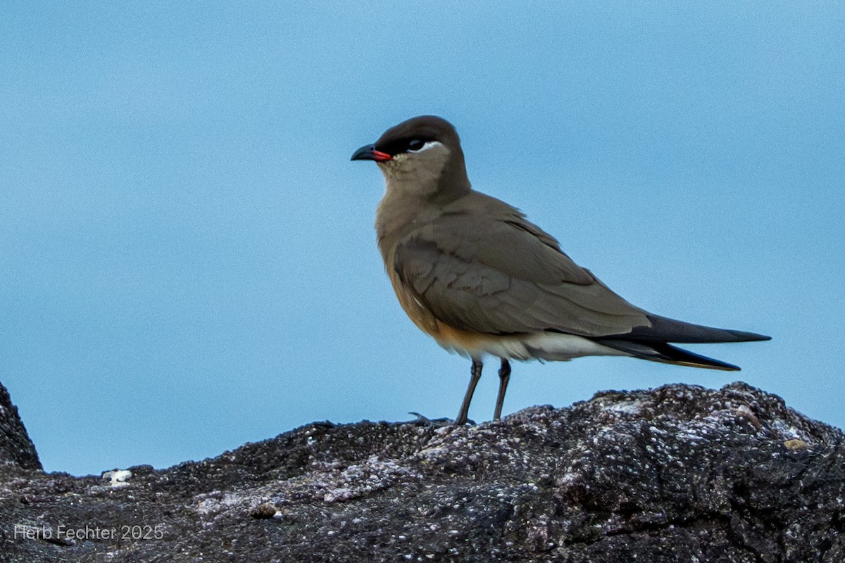 Madagascar Pratincole - ML646466140