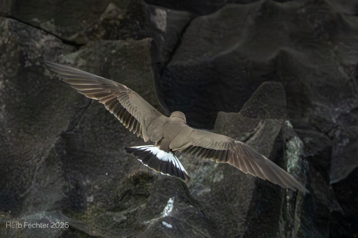 Madagascar Pratincole - ML646466141
