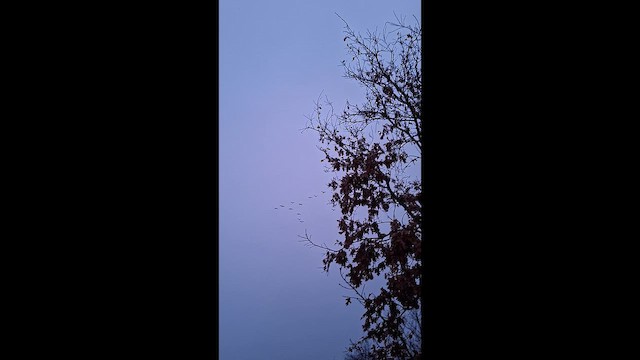 Common Crane - ML646466146