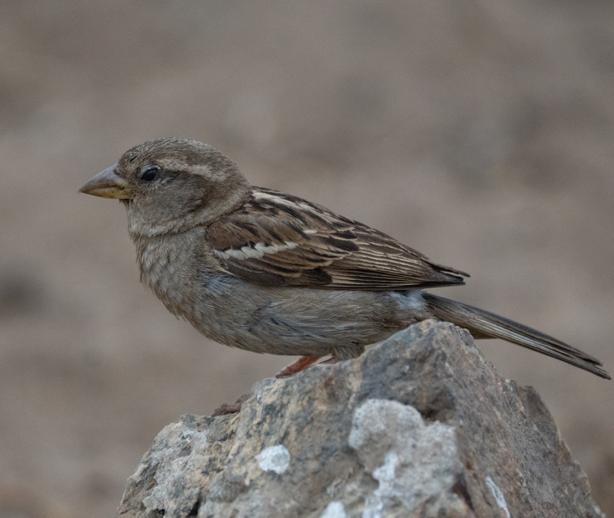 House Sparrow - ML646466147