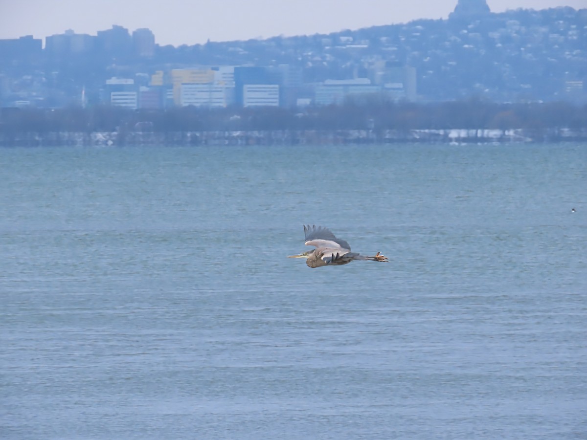 volavka velká - ML646466148