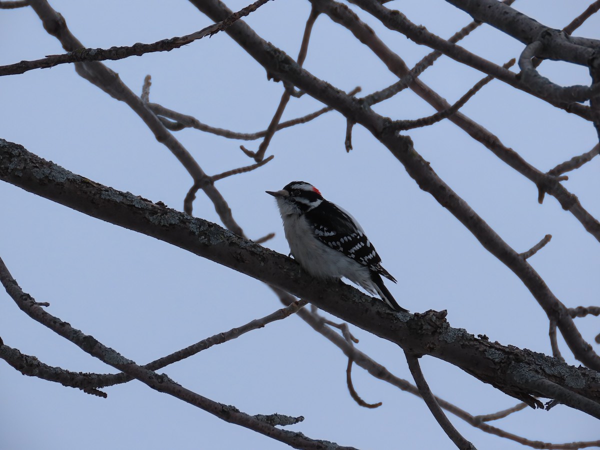 strakapoud osikový - ML646466151