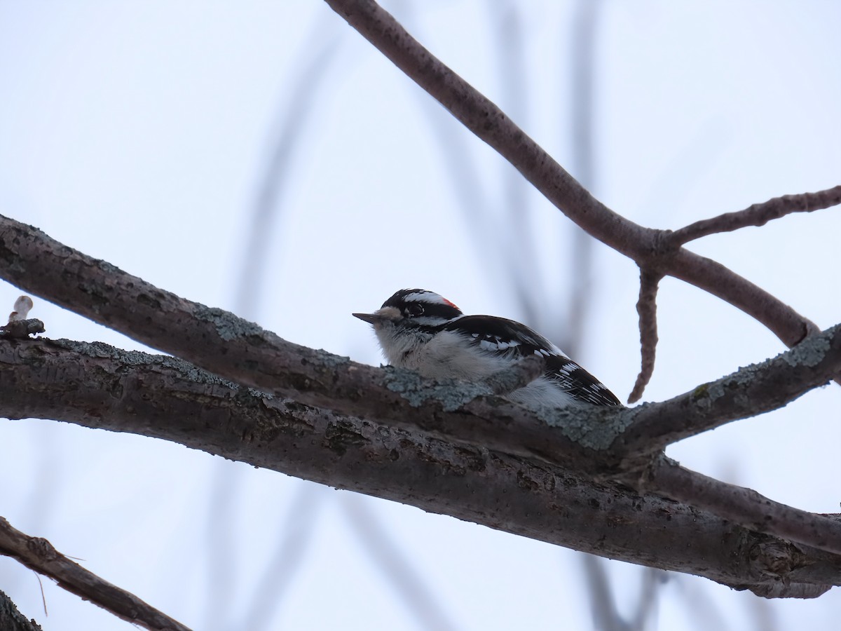 strakapoud osikový - ML646466152