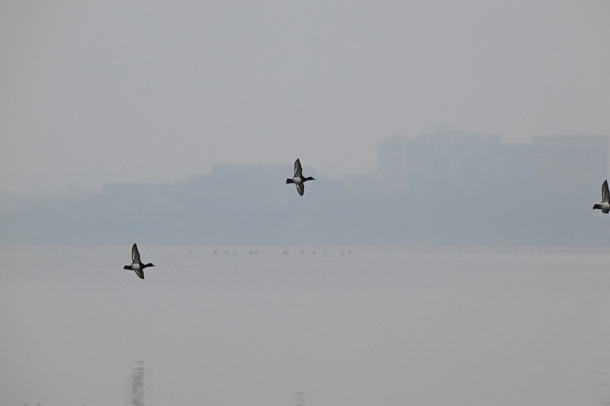 Lesser Scaup - ML646466153